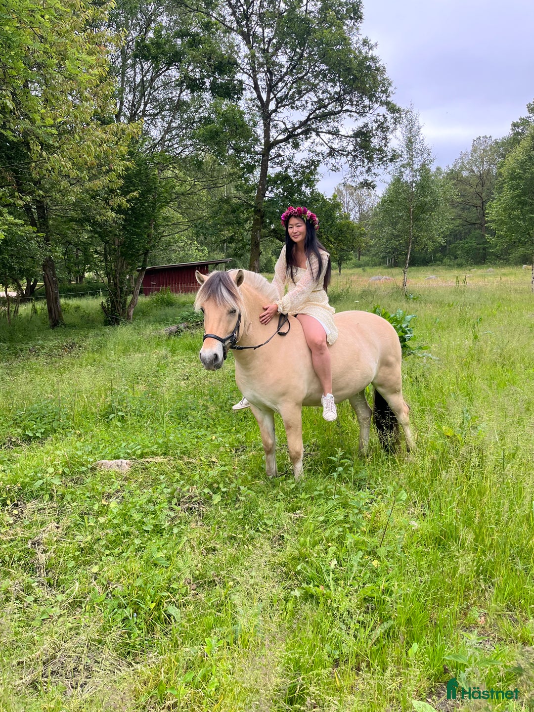 Allround hästar till salu: Pigg och snäll unghäst  i Holm - Annons 1