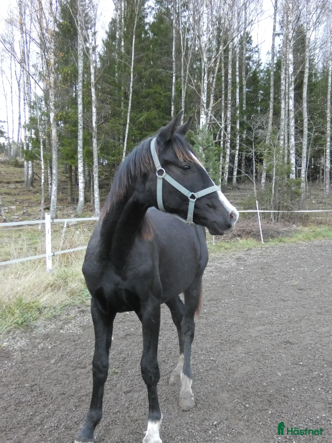 Dressyr hästar till salu: Moderiktig hingst efter Salvatore Ferragamo  - Annons 6