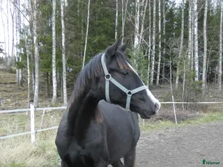 hästar Moderiktig grabb efter Salvatore Ferragamo - Annons 17