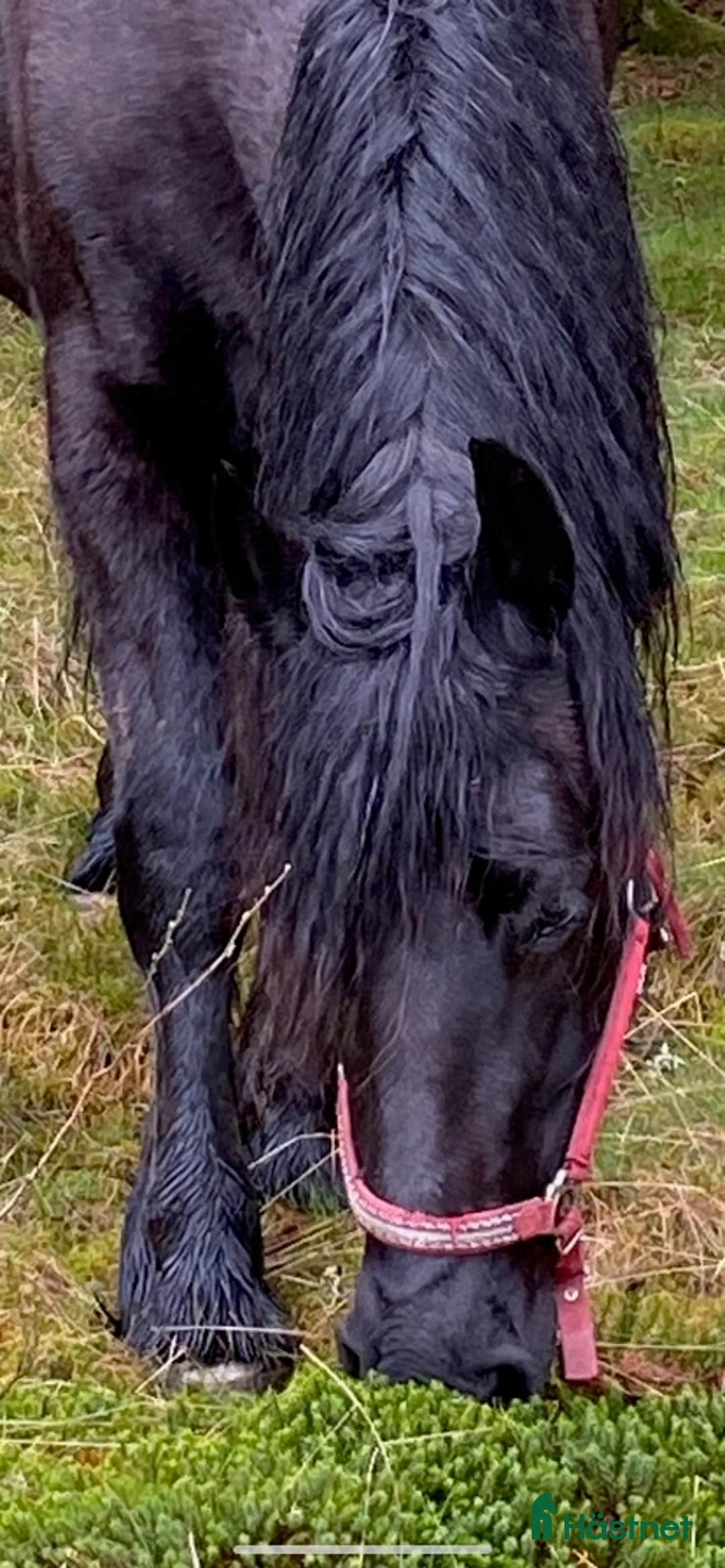 Allround hästar till salu: Två underbara ston säljes tillsammans i Ätran - Annons 2