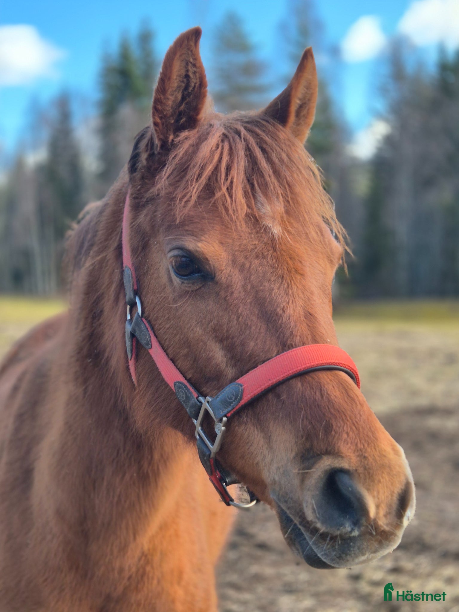  hästar Isac! för dig med tålamod o kunskap - Annons 13