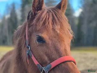 hästar Isac! för dig med tålamod o kunskap - Annons 13