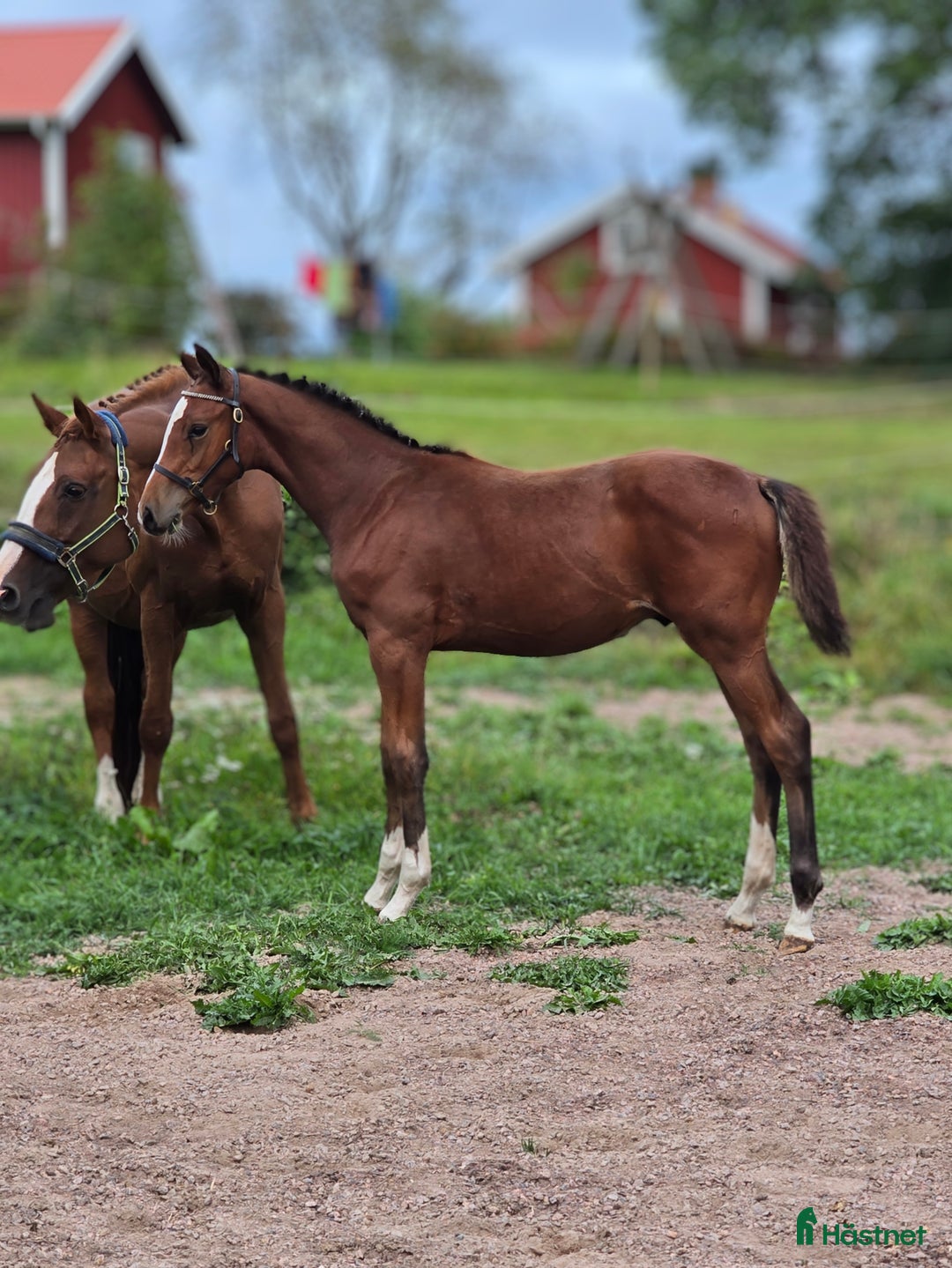 Hoppning hästar till salu: Im Extra EB - Guidam - Magini  f25 i Bottnaryd - Annons 2