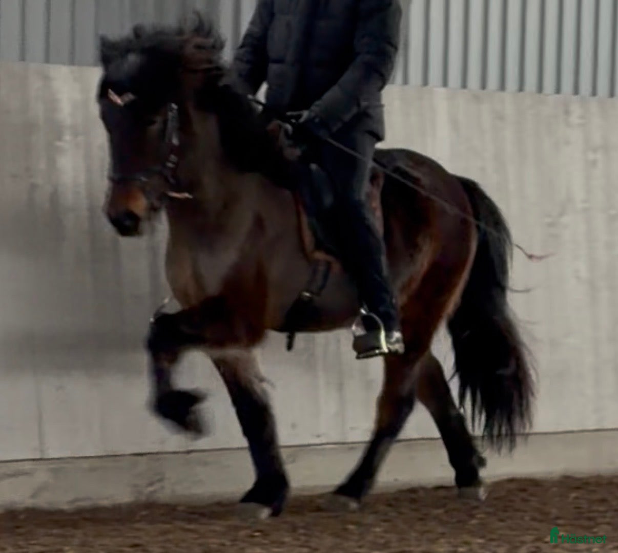  hästar Enastående 4-gångare för högsta klasserna! i Torestorp - Annons 2