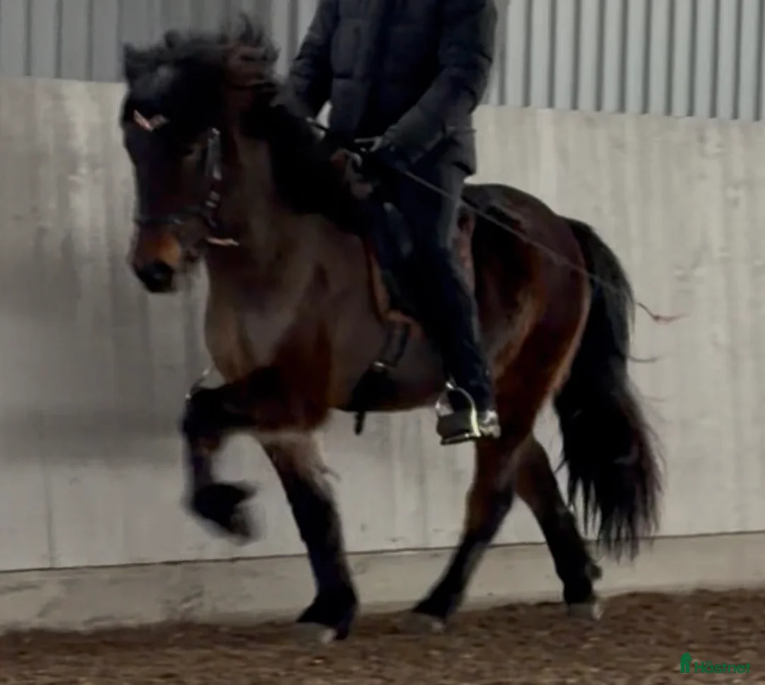 Island hästar till salu: Enastående 4-gångare för högsta klasserna! i Torestorp - Annons 1