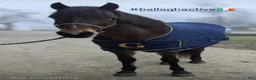 Hoppning hästar till salu: Connemara mare Jumping or Eventing - Annons 8