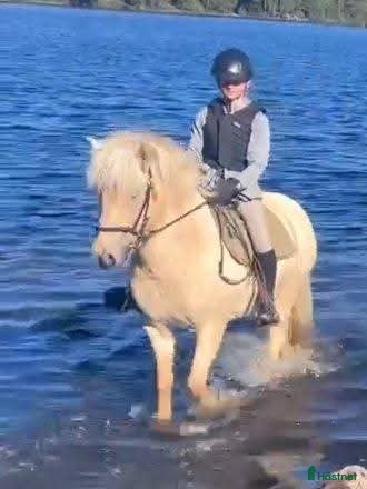  hästar Islandshäst med mycket motor, kan lånas ut. i Pålsboda - Annons 12