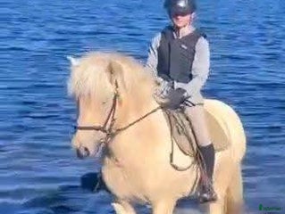 hästar Islandshäst med mycket motor, kan lånas ut. i Pålsboda - Annons 16