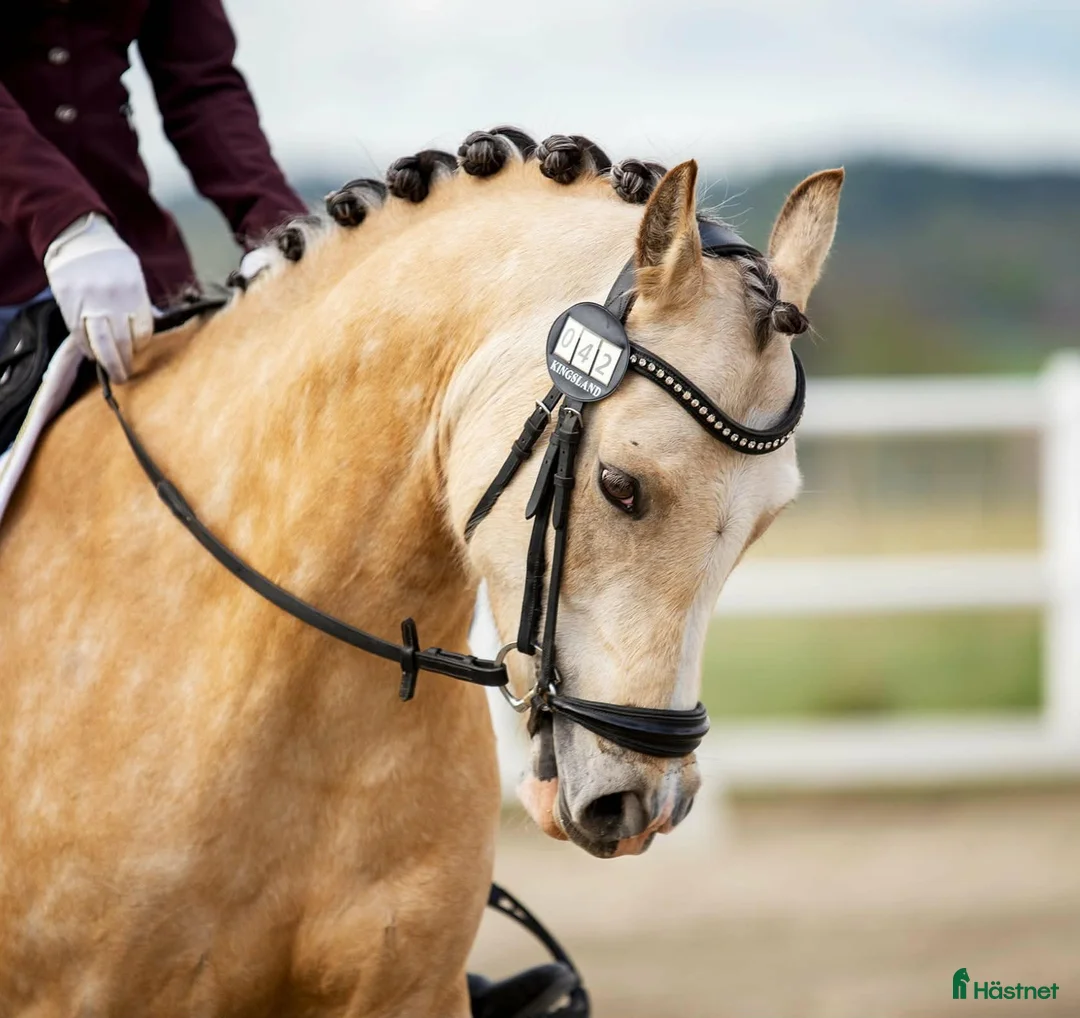 Dressyr hästar till salu: Dressyrponny som gjort SM ✨️ - Annons 2