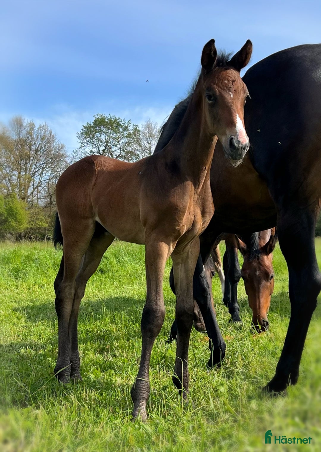 Hoppning hästar till salu: Lovande unghäst! SÅLD - Annons 7