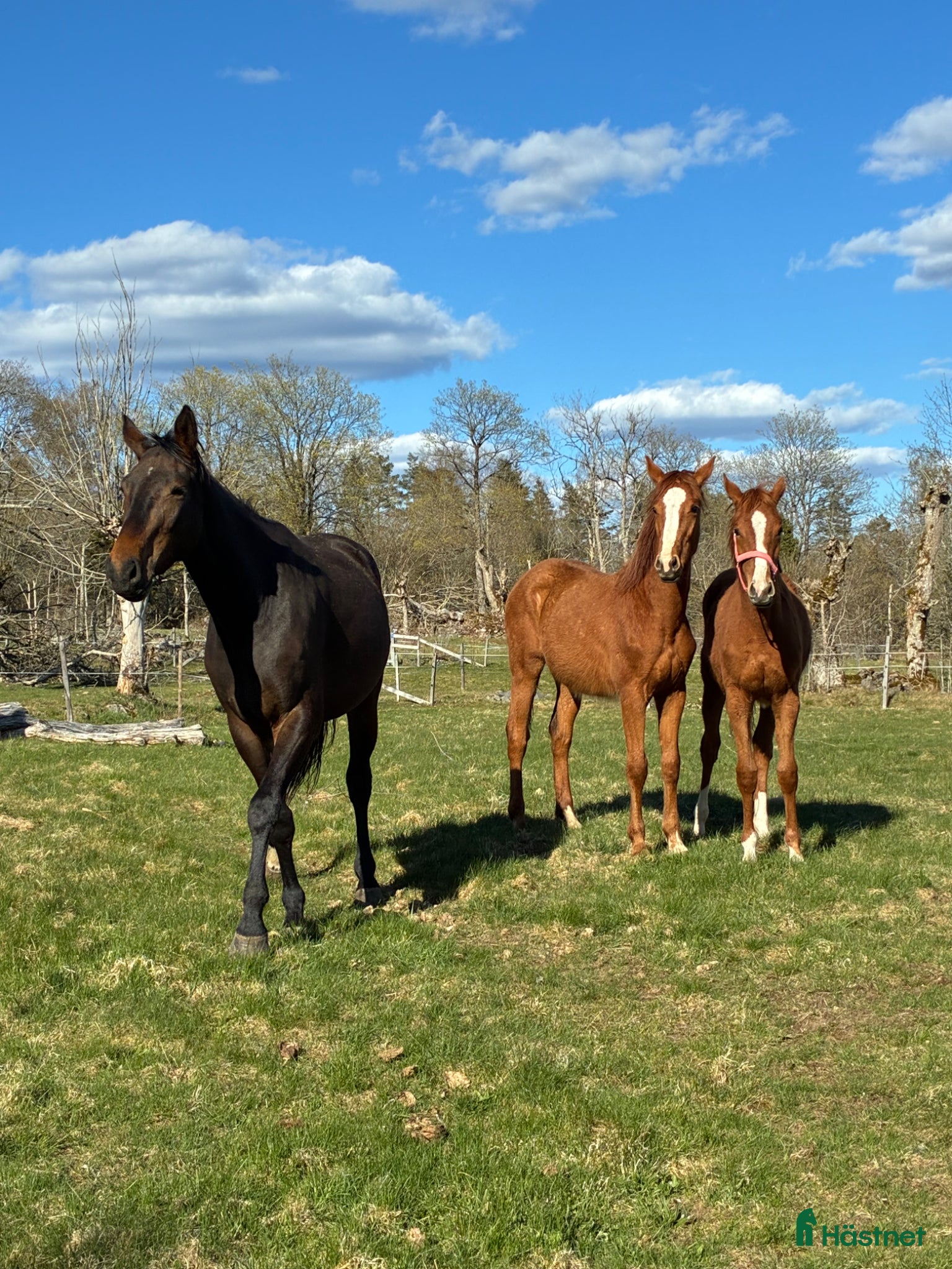  hästar Unikt 1års sto e. Madness(kannan-emerald)🤩 - Annons 4