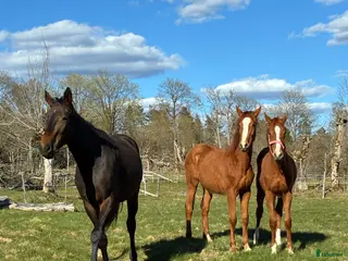 hästar Unikt 1års sto e. Madness(kannan-emerald)🤩 - Annons 3