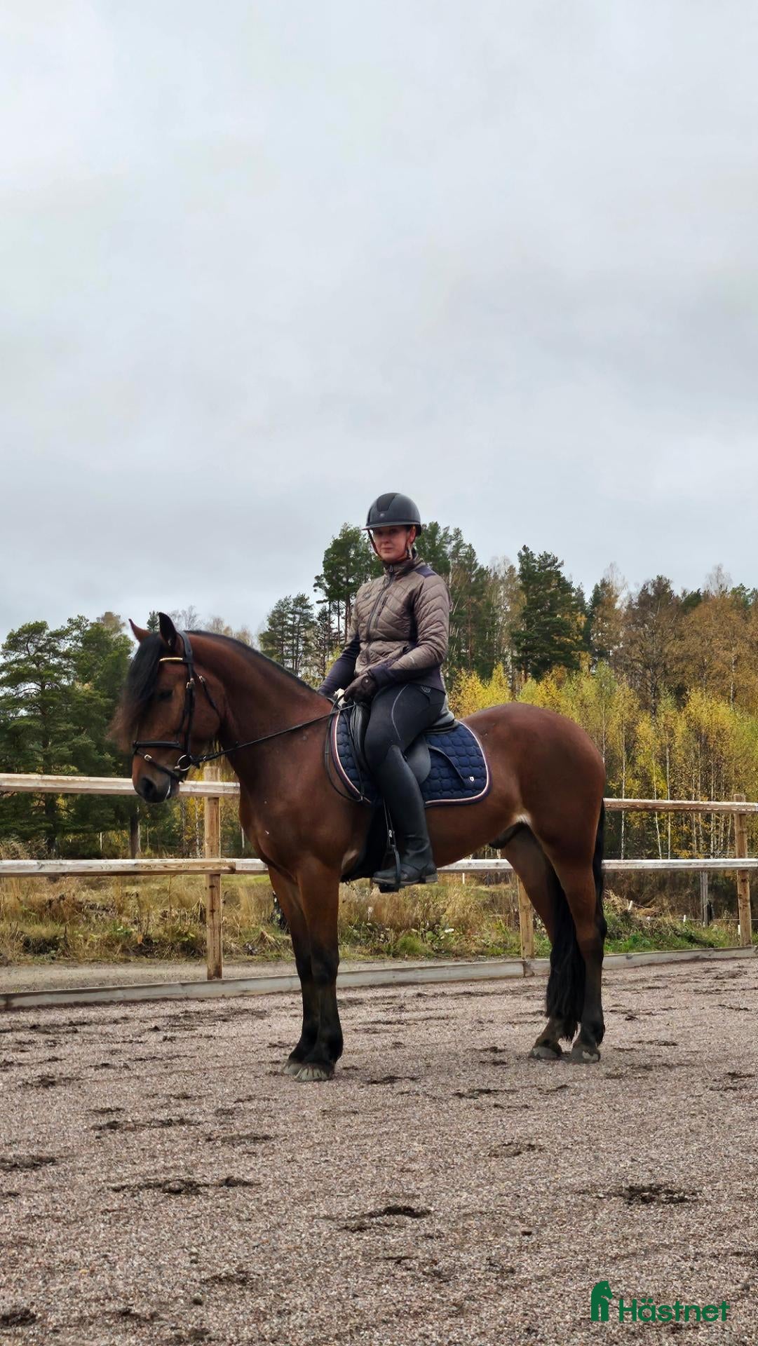  hästar Rolig kompis  - Annons 1