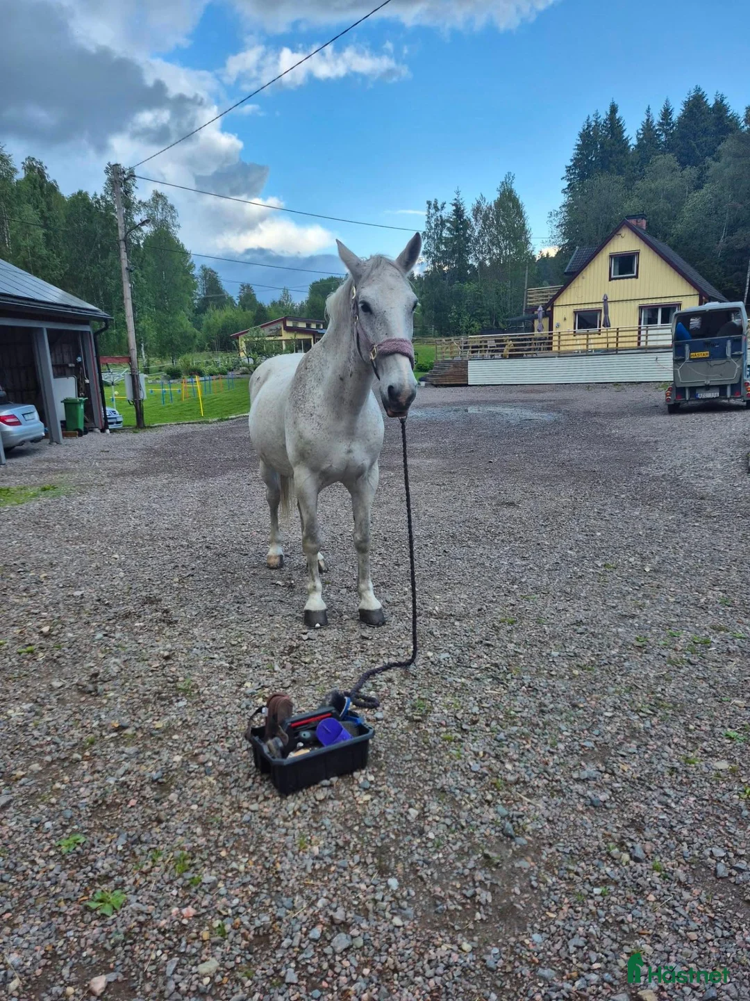 Allround hästar till salu: Härligt sto i Skyllberg - Annons 2