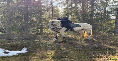  hästar i Sundsvall - Annons 3