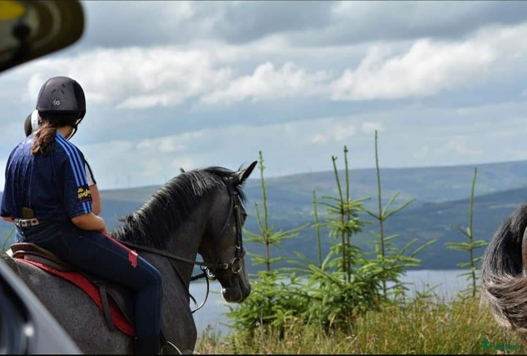  hästjobb finnes: Riding & stable duties i Stockholm - Annons 2