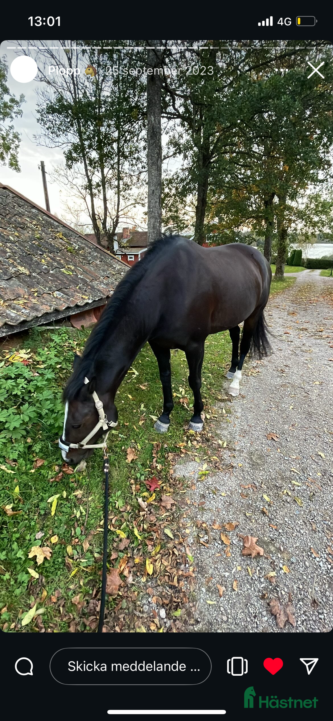 Allround hästar till salu: Min fina Plopp söker ett föralltid hem 💕 i Norberg - Annons 3