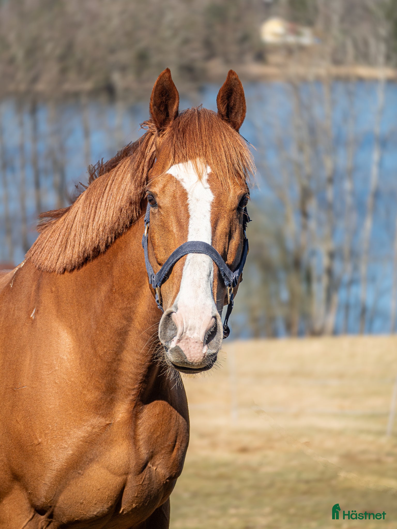  hästar Killen med hjärtat på rätt ställe! - Annons 8