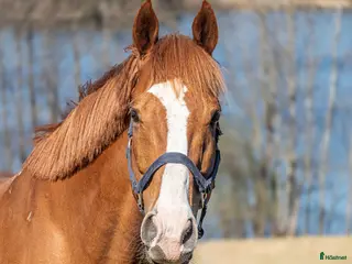 hästar Killen med hjärtat på rätt ställe! - Annons 8