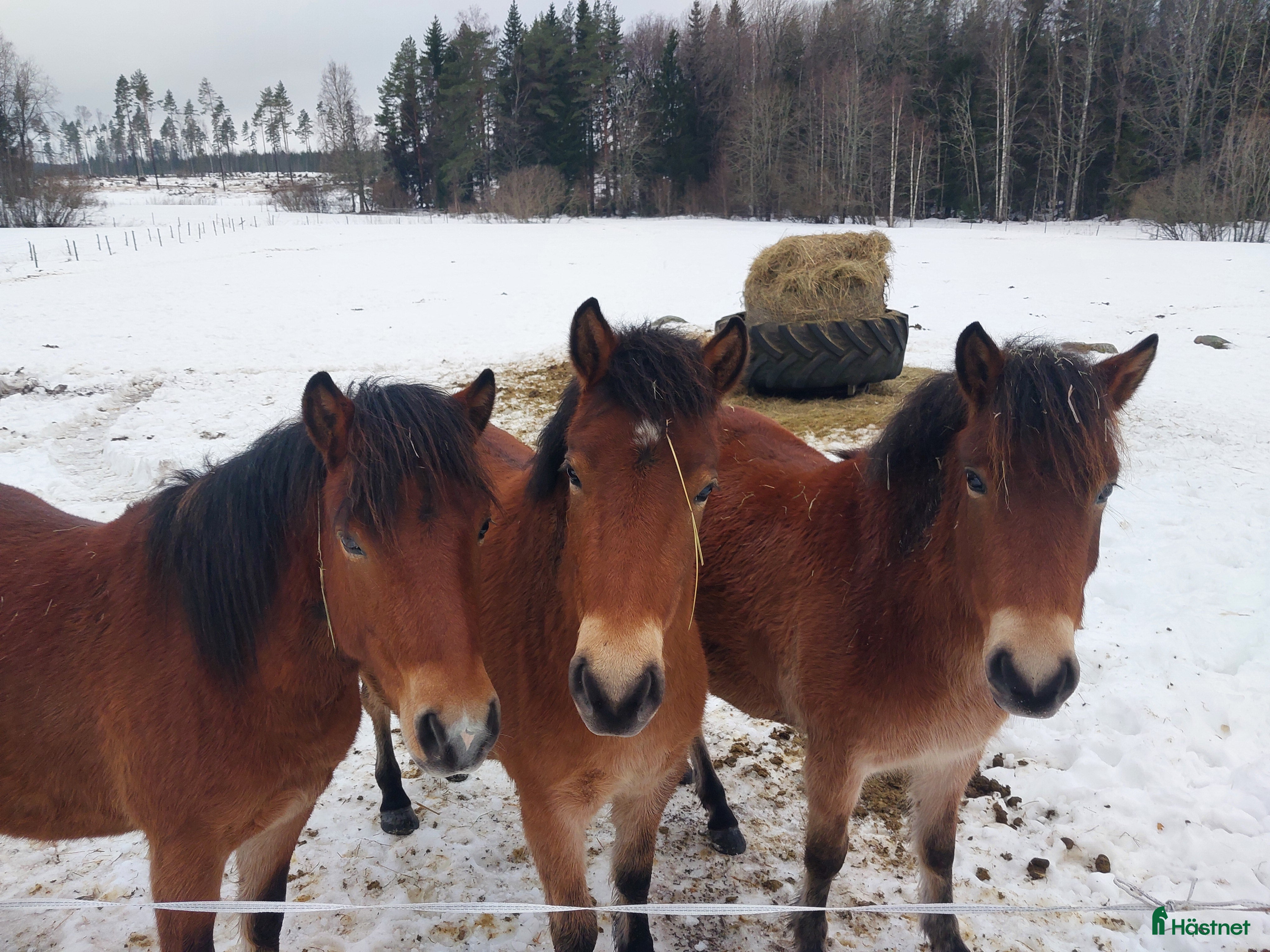  hästar Gotlandsruss  - Annons 11