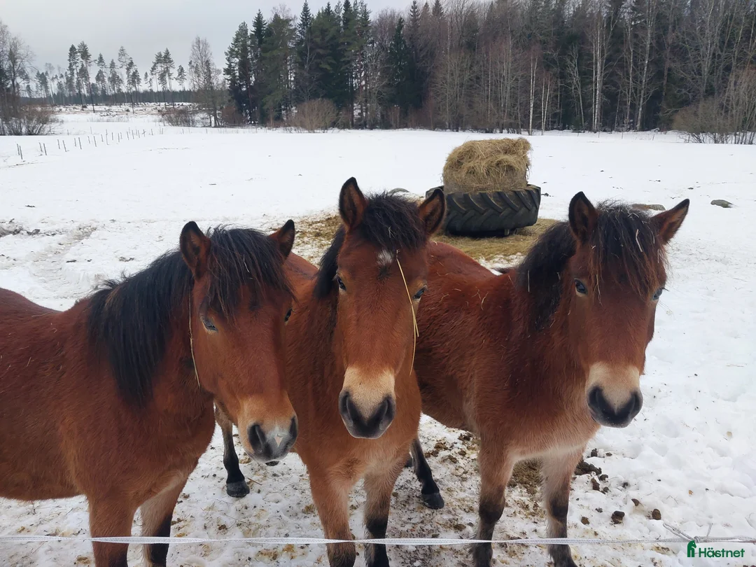 Övrigt hästar till salu: Gotlandsruss  - Annons 1