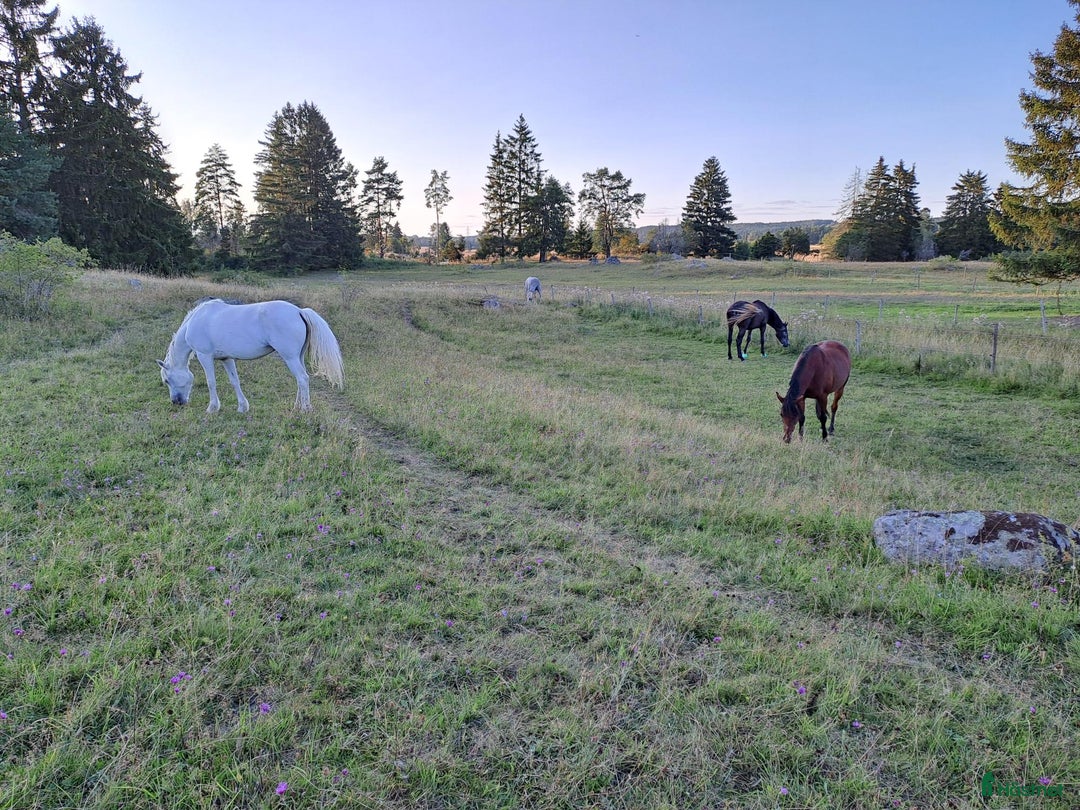  stallplats finnes: Kollektiv eller Service Adolfsbergs stallet i Bro - Annons 6