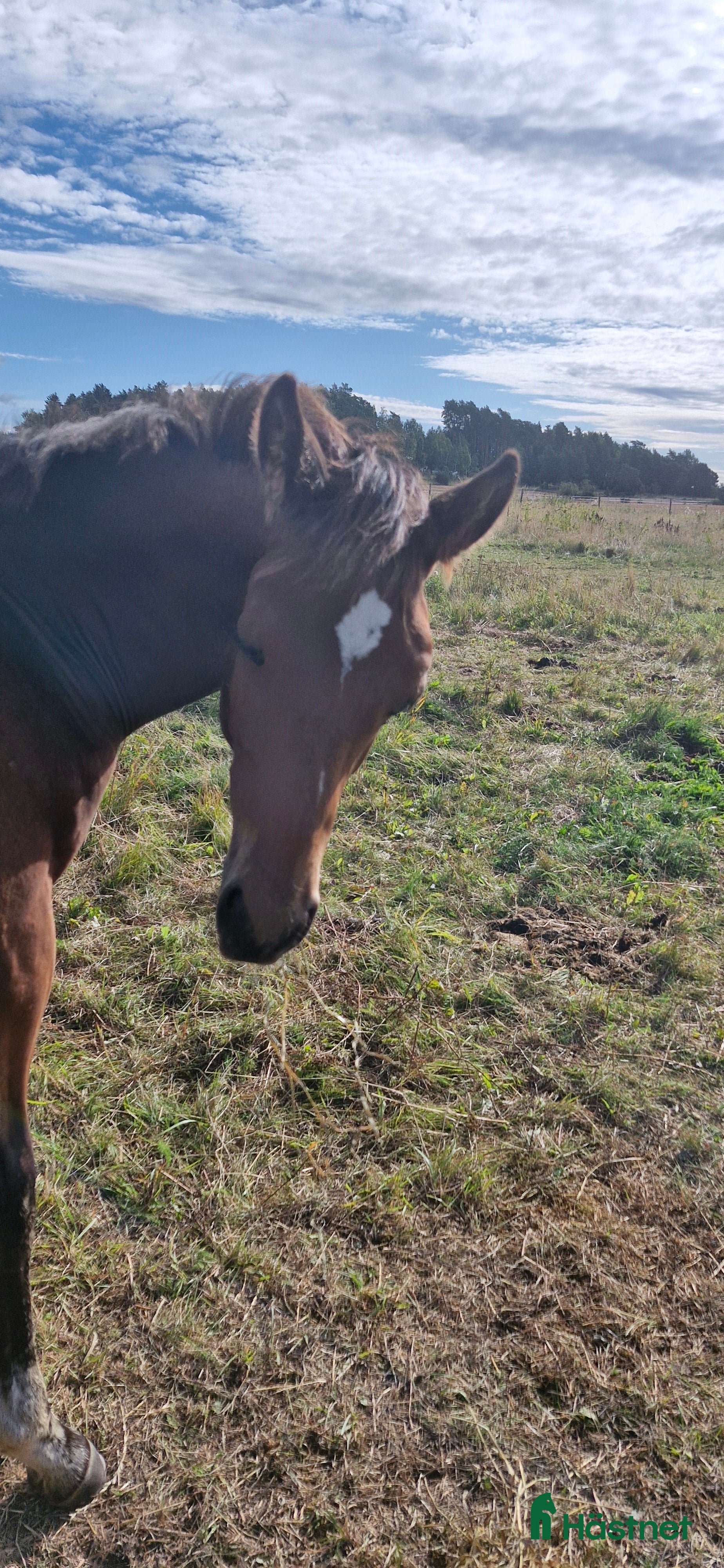  hästar Hingst e Skyline To B - Annons 18