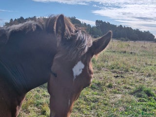 hästar Hingst e Skyline To B i Fjärdhundra - Annons 14