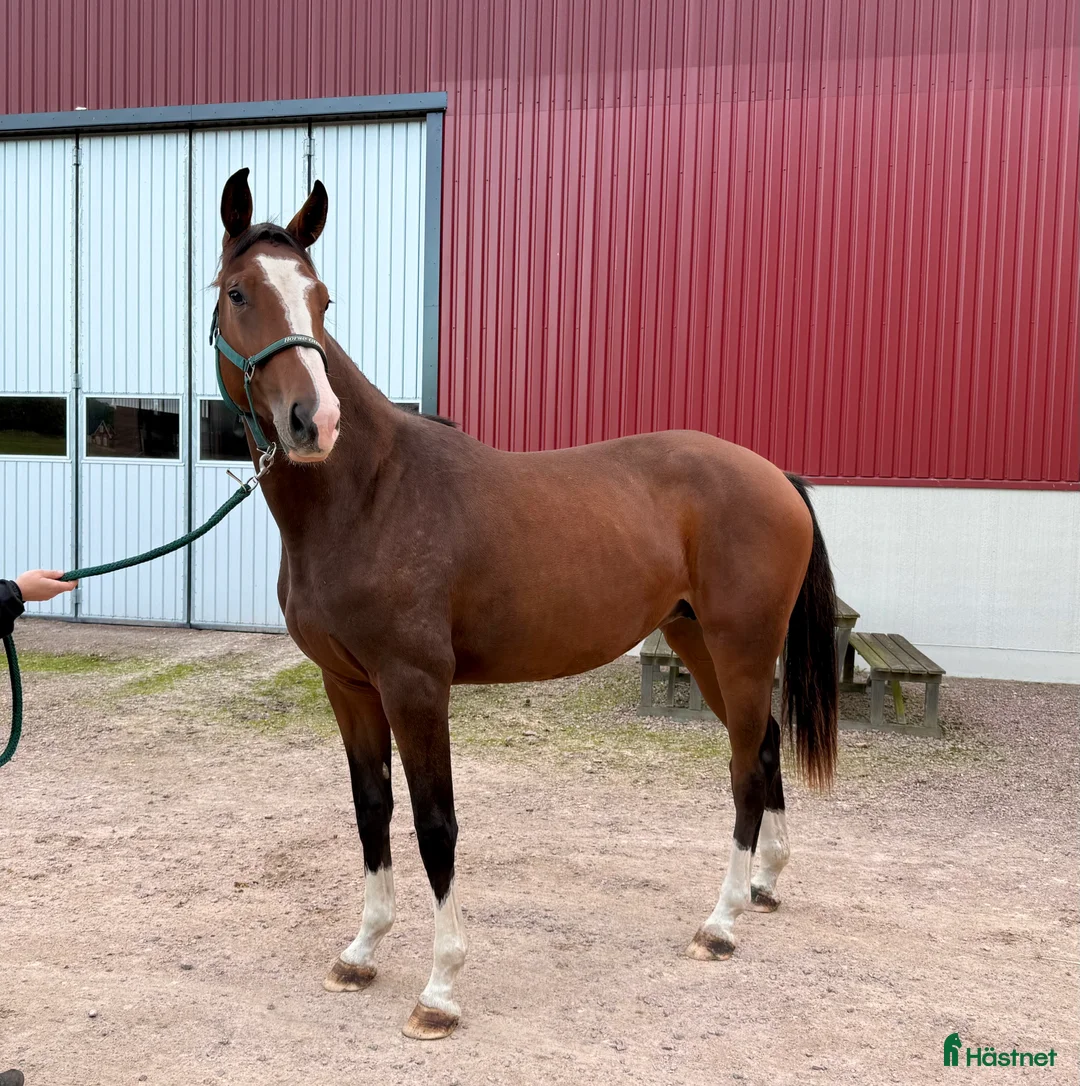 Hoppning hästar till salu: Fantastisk unghäst! i Sölvesborg - Annons 7