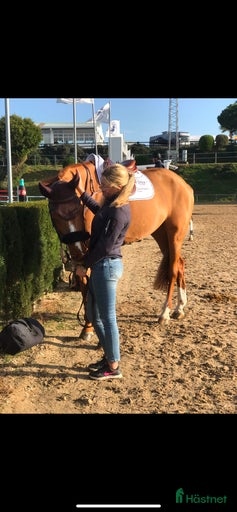 Galleribild {{count}}