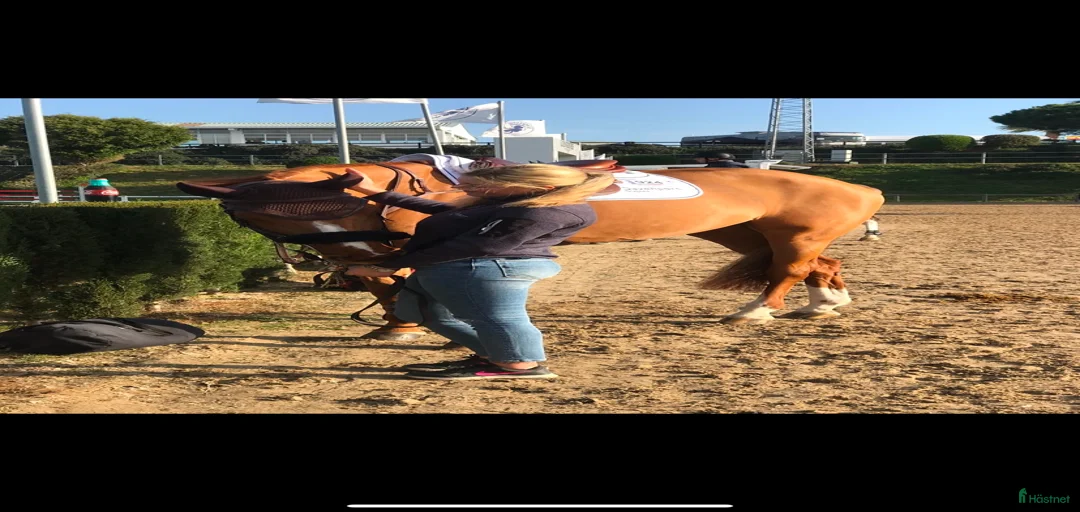 Galleribild {{count}}