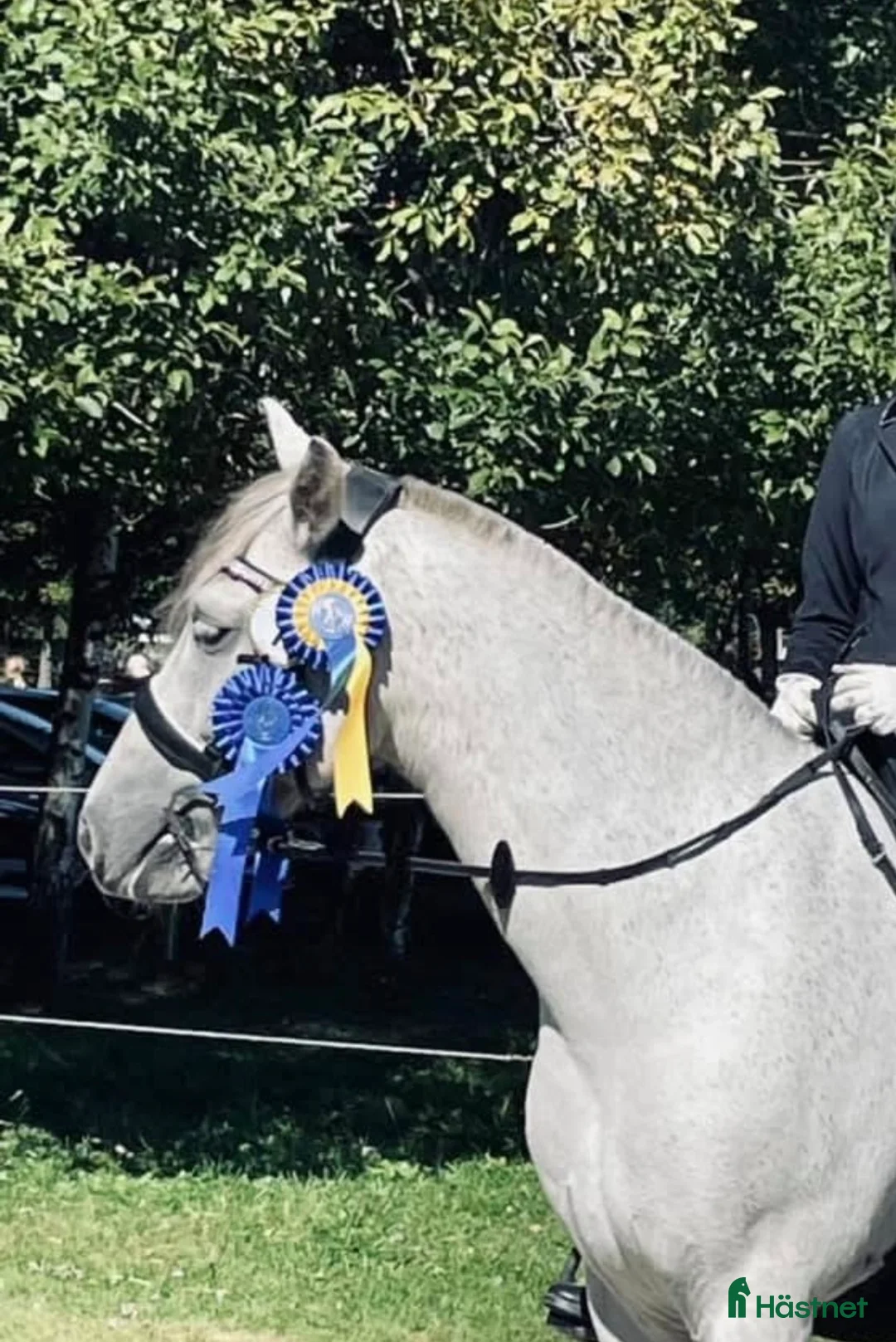 Dressyr hästar till salu: Trygg, cool kille med kapacitet  i Sätila - Annons 1