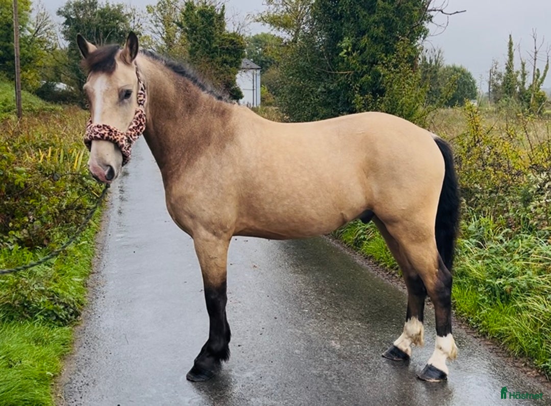 Allround hästar till salu: Gorgeous Dun Gelding i Ljungby - Annons 3
