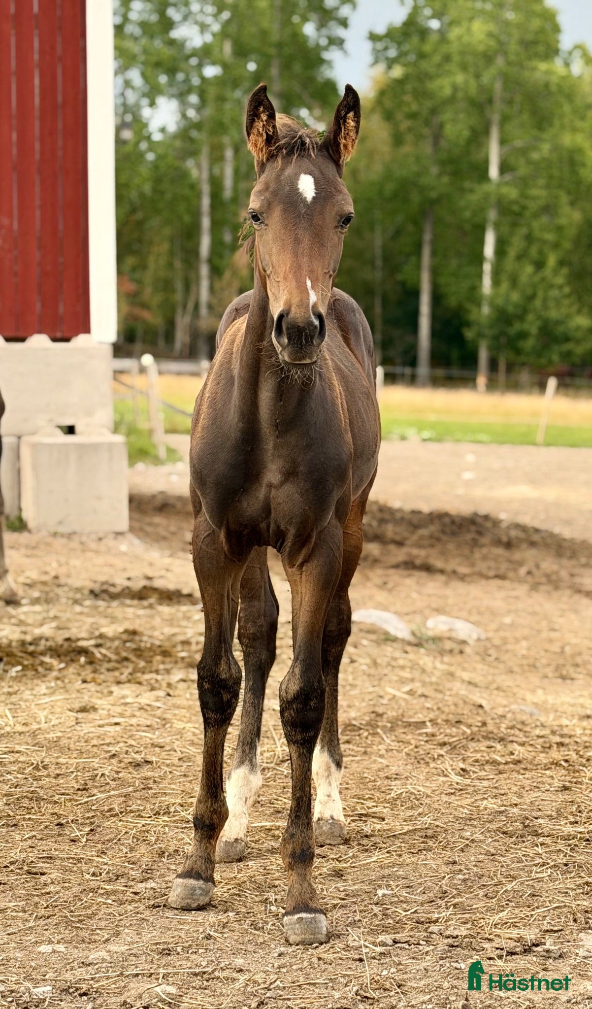  hästar Två 🐎 fälttävlansstammade med möderne i OS - Annons 1