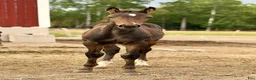 Fälttävlan hästar till salu: Två 🐎 fälttävlansstammade med möderne i OS - Annons 1