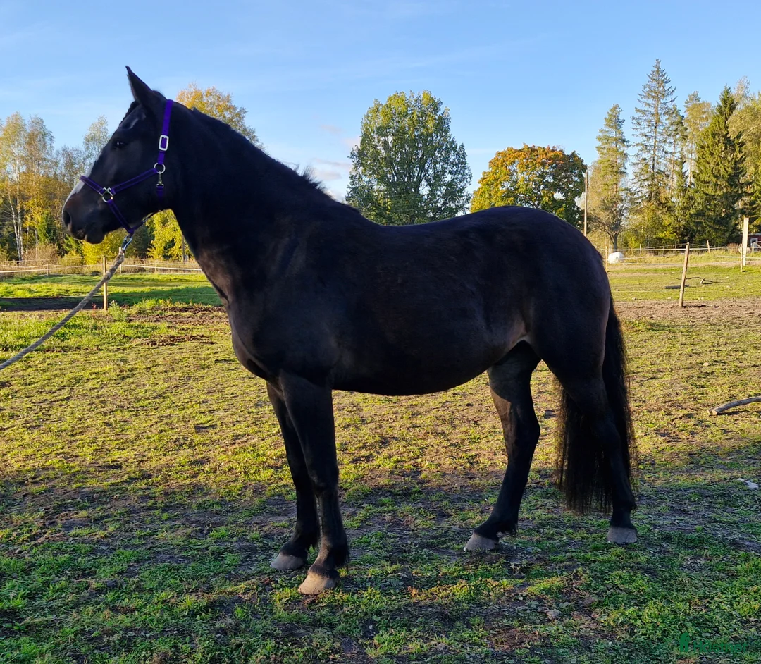 Trav hästar till salu: Kallblod 4 år - Annons 2