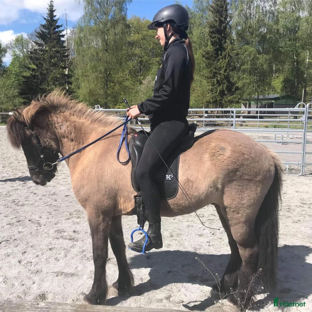 Island hästar till salu: Skogsmulle med mycket tölt - Annons 1