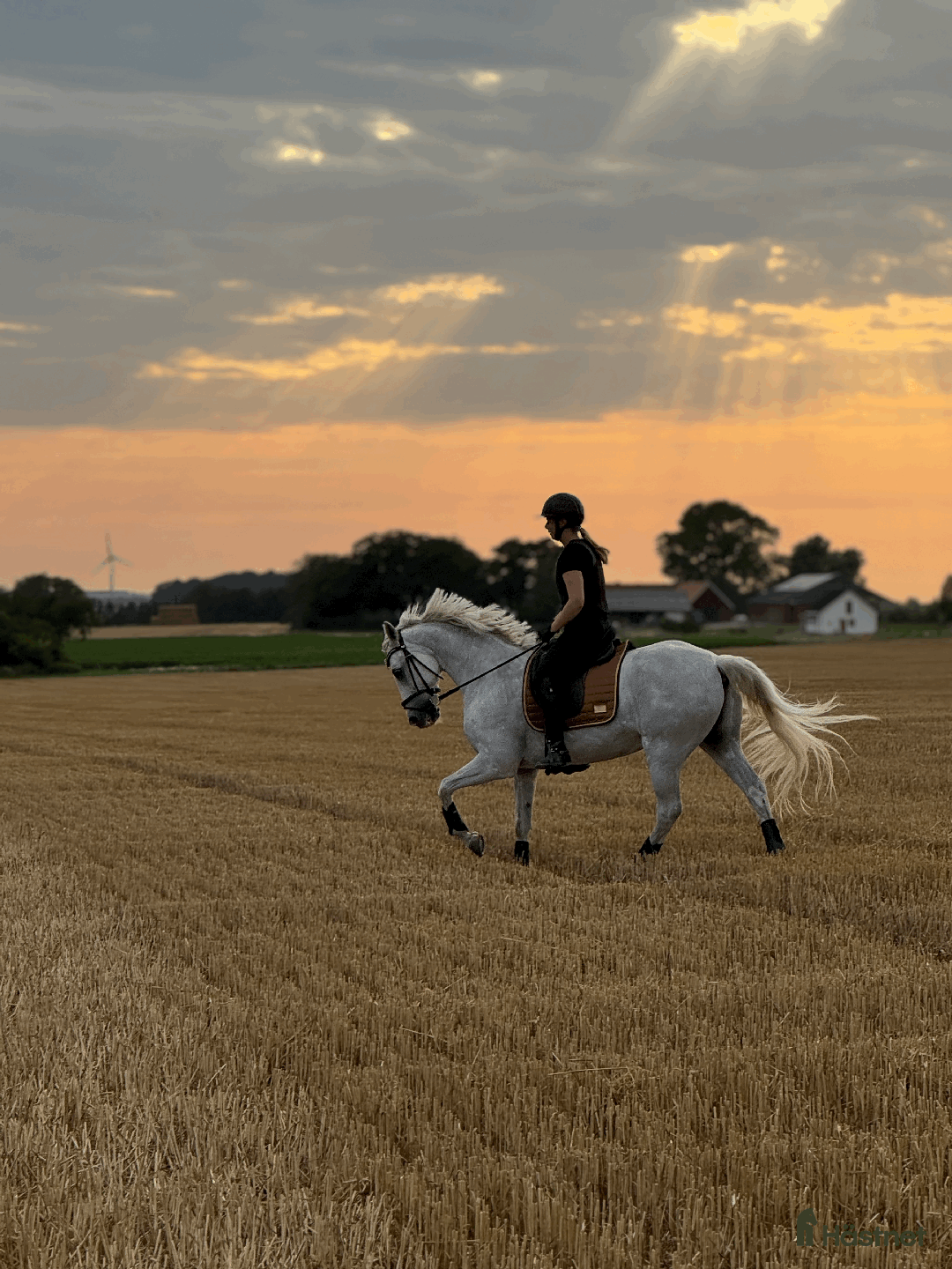Dressyr hästar till salu: Sagolik dressyrponny i Lund - Annons 2