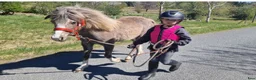 Allround hästar till salu: Personlig ponny - Annons 1