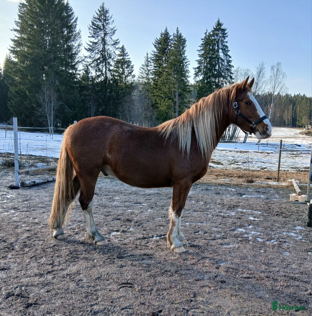 Allround hästar till salu: Häftig swb-tinkerkorsning - Annons 2
