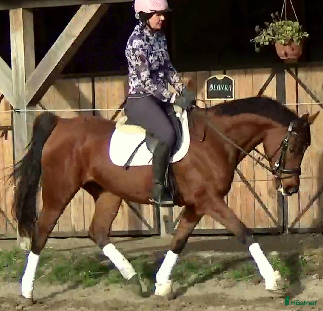 Allround hästar till salu: Top mover for some ambitious rider   i Örsundsbro - Annons 9