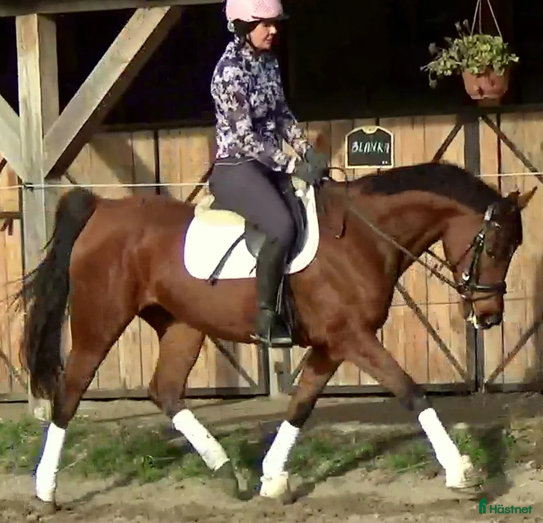 Allround hästar till salu: Top mover for some ambitious rider   - Annons 9