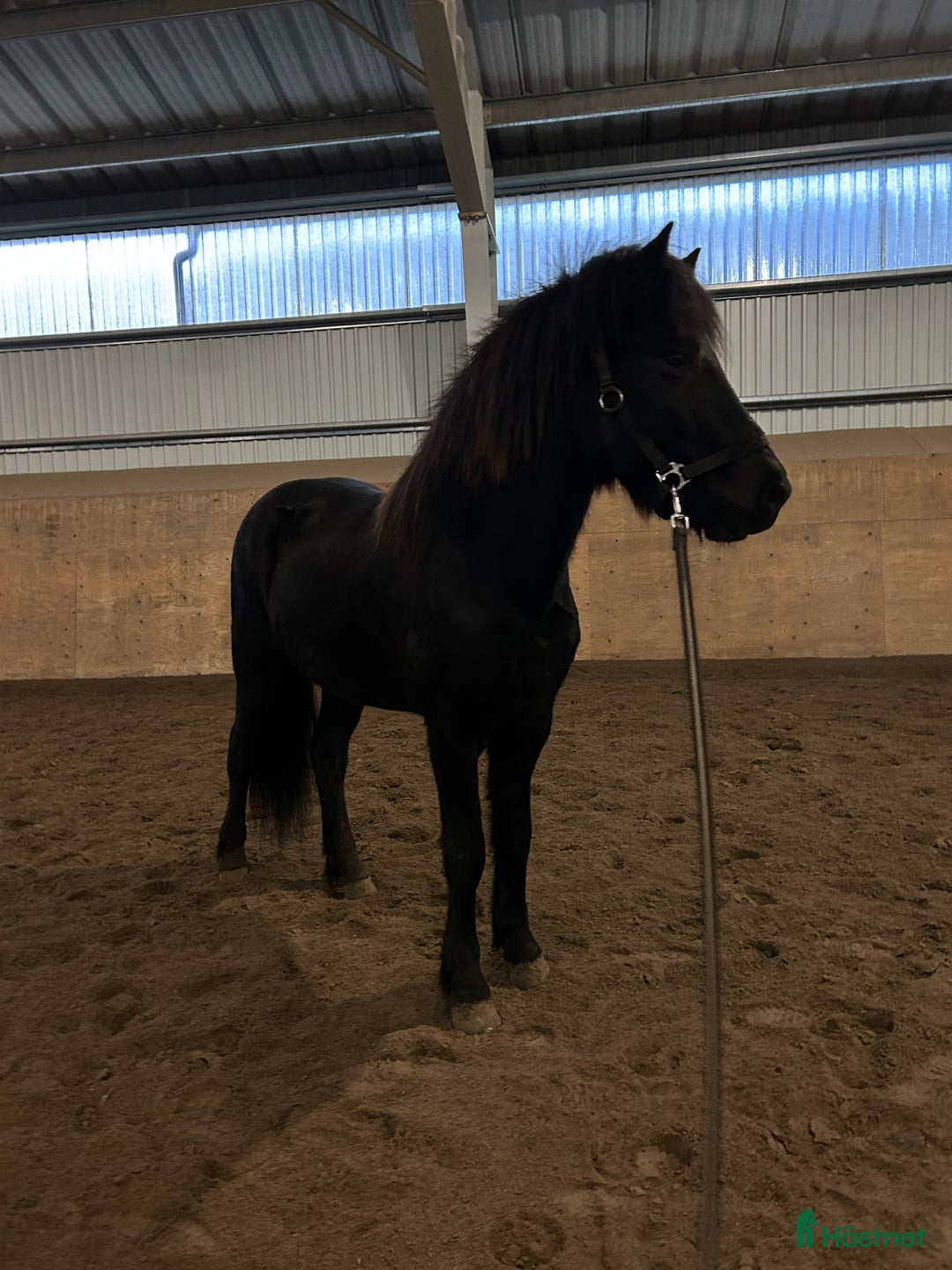 Island hästar till salu: Sportig högrest & vacker i Fjugesta - Annons 2