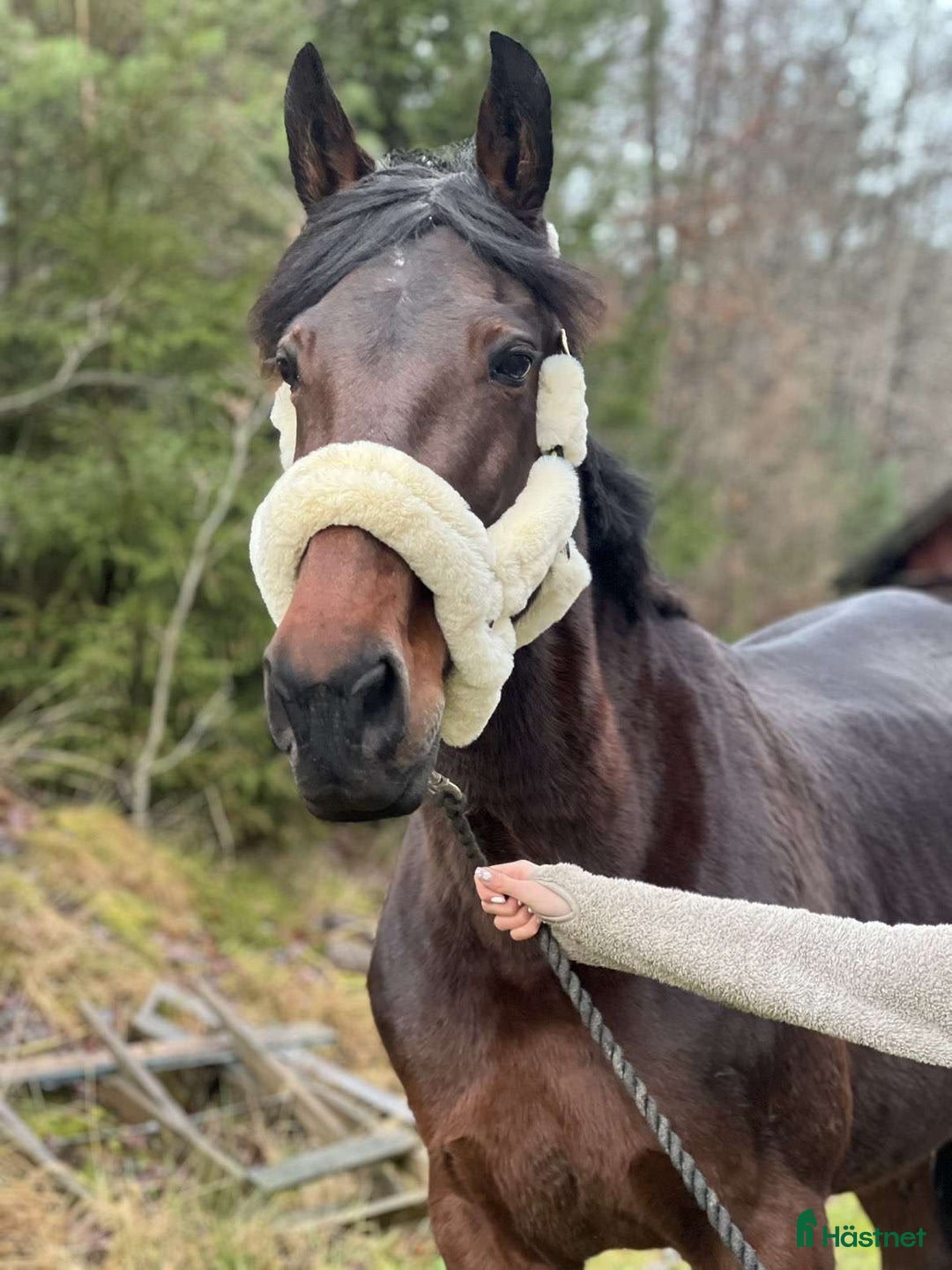 Allround hästar till salu: Mor & dotter häst i Trollhättan - Annons 3