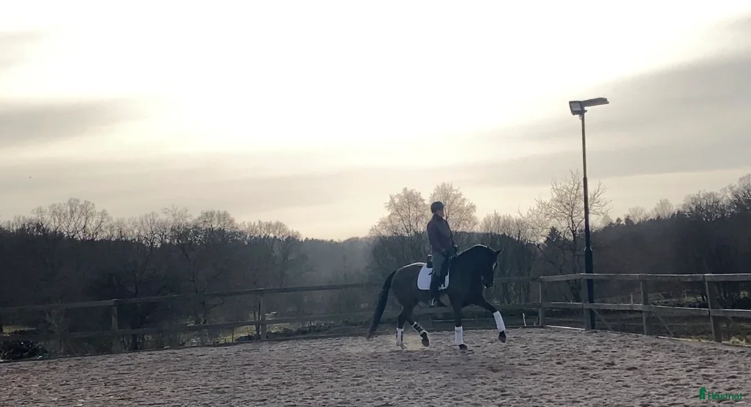 Dressyr hästar till salu: Enya YL - En oslipad diamant  - Annons 2