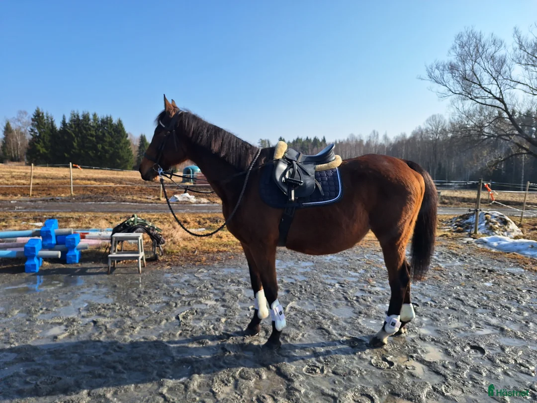 Avelshästar hästar till salu: Avel eller sällskap - Annons 2