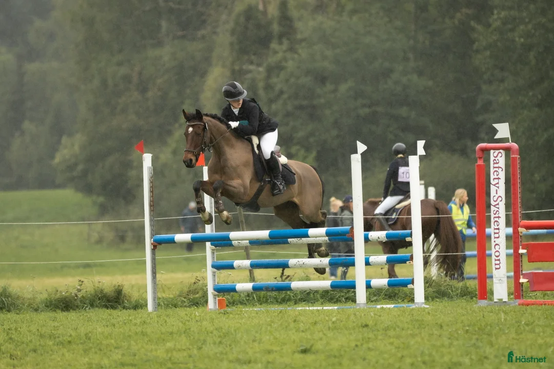 Hoppning hästar till salu: Snygg sportig läromästare - Annons 1