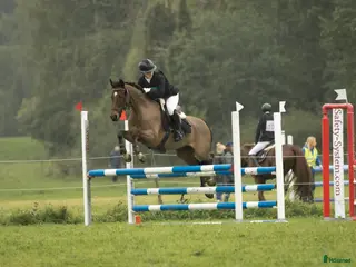 hästar Snygg sportig läromästare - Annons 2