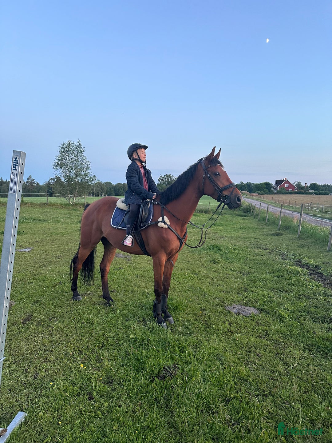 Allround hästar till salu: Fantastisk häst för framtiden! i Hyltebruk - Annons 2