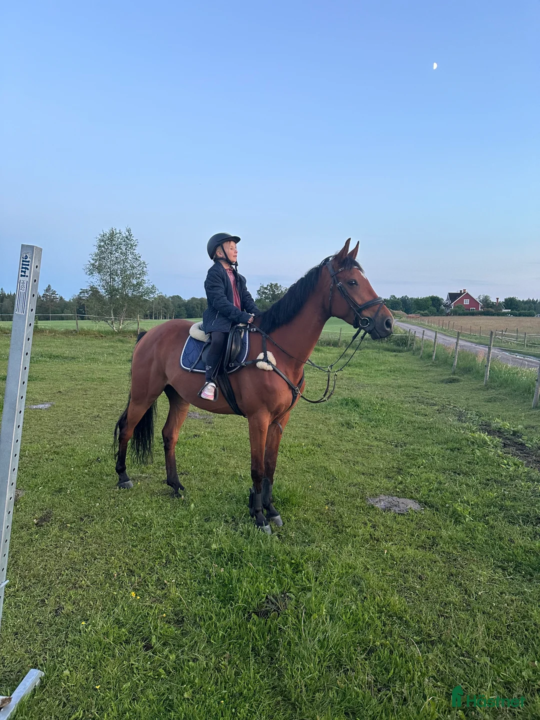Allround hästar till salu: Fantastisk häst för framtiden! i Hyltebruk - Annons 2